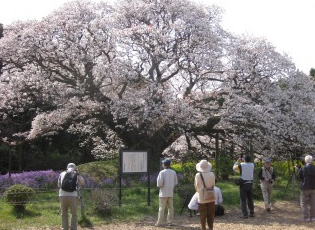 吉高の大桜