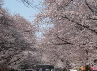 小林牧場の桜