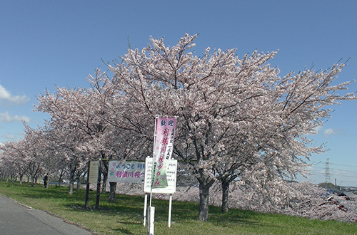 桜づつみ